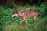 Wilk (Canis lupus)