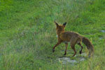 Lis (Vulpes vulpes)