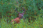 Jele szlachetny (Cervus elaphus)