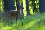 ania jelenia (Cervus elaphus)