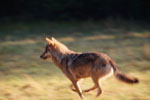 Wilk (Canis lupus)