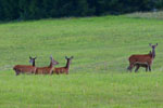 Jelenie (Cervus elaphus)