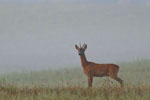 Sarna - rogacz (Capreolus capreolus)