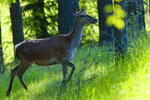 Jele ania (Cervus elaphus)