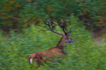 Jele szlachetny (Cervus elaphus)