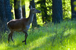 ania jelenia (Cervus elaphus)