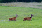 Jelenie (Cervus elaphus)