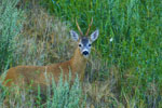 Sarna (Capreolus capreolus)