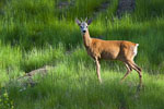 Sarna - rogacz (Capreolus capreolus)