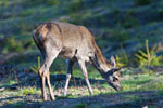 Jele ania (Cervus elaphus)