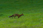 Lis (Vulpes vulpes)