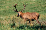 Jele szlachetny (Cervus elaphus)