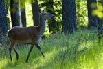 ania jelenia (Cervus elaphus)