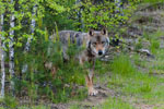 Wilk (Canis lupus)