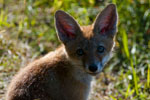 Lis (Vulpes vulpes)