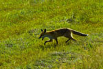 Lis (Vulpes vulpes)