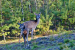 Jelenie (Cervus elaphus)