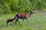 ania i cele (Cervus elaphus)