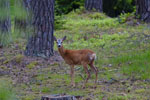 Sarna rogacz (Capreolus capreolus)