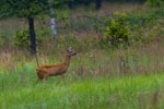 Sarna (Capreolus capreolus)