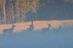 Jelenie (Cervus elaphus)