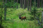 Jele szlachetny (Cervus elaphus)