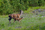 ania i cele (Cervus elaphus)