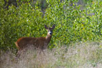 Sarna rogacz (Capreolus capreolus)