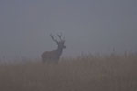 Jele szlachetny (Cervus elaphus)