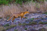 Lis (Vulpes vulpes)