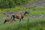 ania i cele (Cervus elaphus)