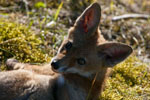 Lis (Vulpes vulpes)