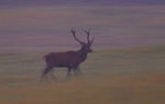 Jele szlachetny (Cervus elaphus)