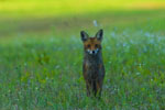 Lis (Vulpes vulpes)