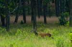 Jele ania (Cervus elaphus)