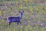 Sarna rogacz (Capreolus capreolus)