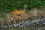 Sarna - rogacz (Capreolus capreolus)