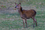 Jele ciele (Cervus elaphus)