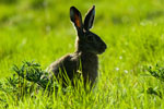 Zajc (Lepus europaeus)