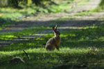 Zajc (Lepus europaeus)