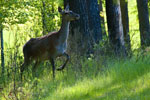 Jele ania (Cervus elaphus)