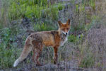 Lis (Vulpes vulpes)