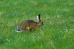 Zajc (Lepus europaeus)