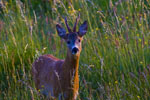 Sarna (Capreolus capreolus)