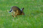 Zajc (Lepus europaeus)