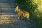 Zajc (Lepus europaeus)