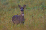 Sarna (Capreolus capreolus)