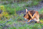 Zajc (Lepus europaeus)