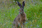 Zajc (Lepus europaeus)