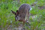 Zajc (Lepus europaeus)